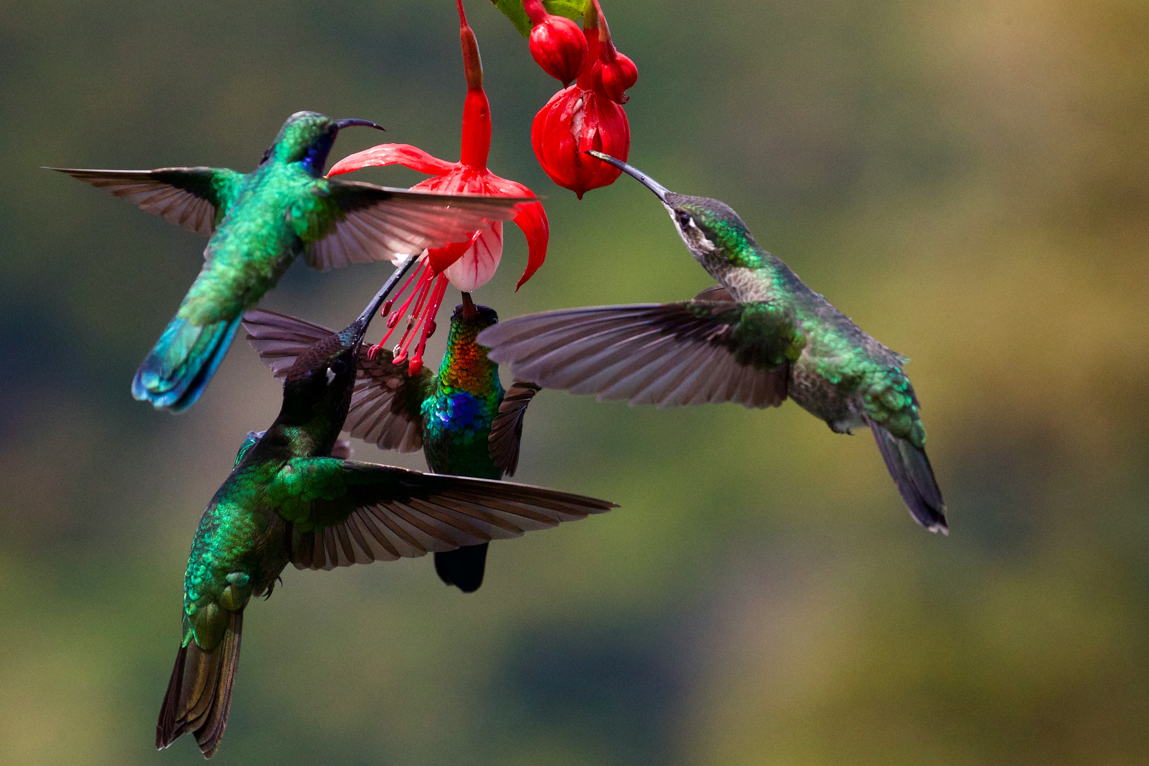 Hummingbird on a flower